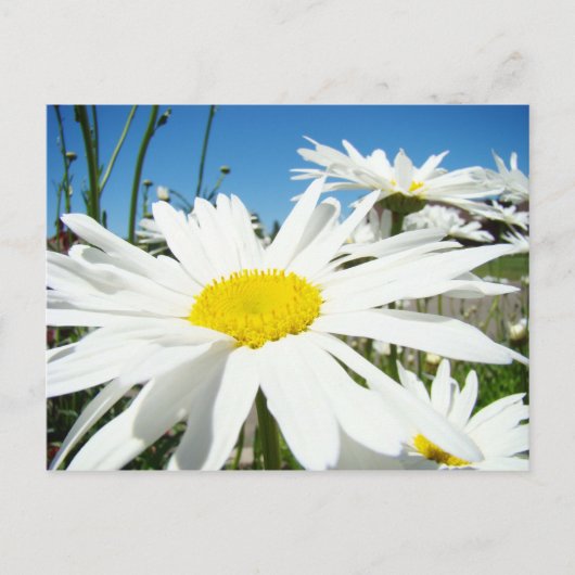 白いデイジーの花 庭の絵はがき 青空 ポストカード (正面)
