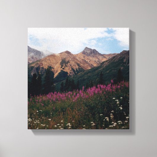 白いデイジー紫のFireweed Talkeetna Mtns. キャンバスプリント (正面)