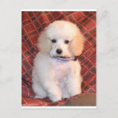 白いトイプードルフワフワの子犬 ポストカード (正面)