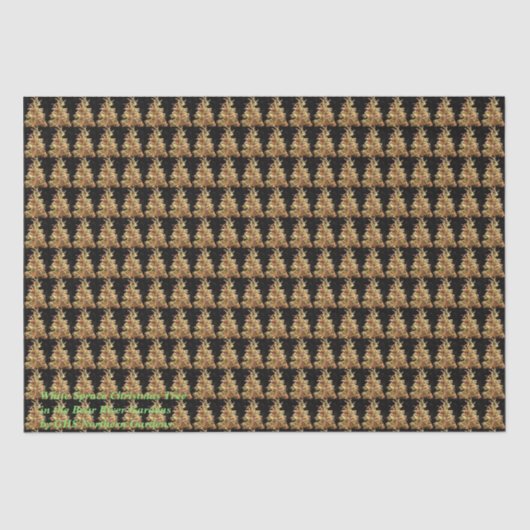 白いトウヒのクリスマスツリー 薄葉紙 (正面)