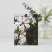 白いトゲの花 ポストカード (スタンド正面)