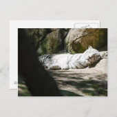 白いトラの郵便はがき ポストカード (正面/裏面)