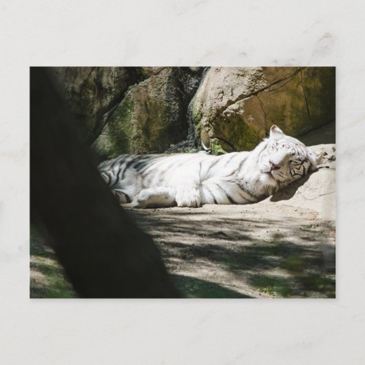 白いトラの郵便はがき ポストカード (正面)