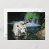 白いトラ水 ポストカード (正面/裏面)