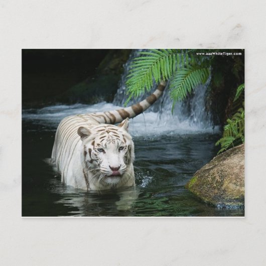 白いトラ水 ポストカード (正面)