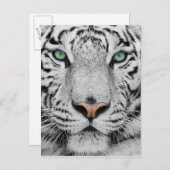 白いトラ ポストカード (正面/裏面)