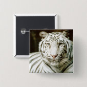 白いトラ 缶バッジ (正面&裏面)