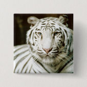 白いトラ 缶バッジ (正面)