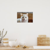 白いトルコアンゴラの猫の肖像画 ポスター (キッチン)