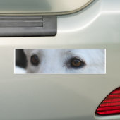 白いドイツの羊飼いの目 バンパーステッカー (車上)