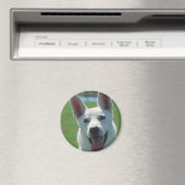 白いドイツの羊飼い犬 マグネット (インサイチュ (食洗機))