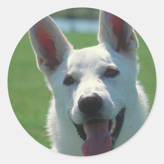 白いドイツの羊飼い犬 ラウンドシール (正面)