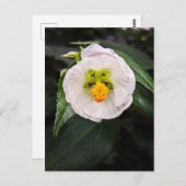 白いハイビスカス – Be ユニーク Wishesはがき ポストカード (正面/裏面)