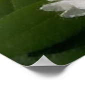 白いハスのソフトスケッチ ポスター (角)