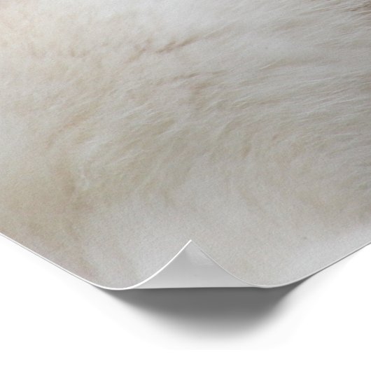 白いハスキーの犬の美しい写真 ポスター (角)