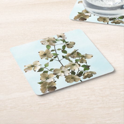 白いハナミズキの花の開花 スクエアペーパーコースター (アングル)