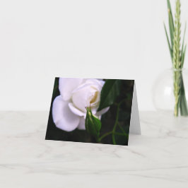 白いバラおよびばら色の芽のメッセージカード サンキューカード