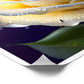 白いバラに水をぶら下げる ポスター (角)