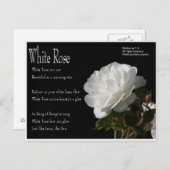 白いバラのはがき ポストカード (正面/裏面)