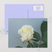 白いバラのはがき ポストカード (正面/裏面)
