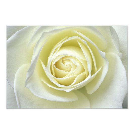 白いバラのクローズアップ詳細 フォトプリント            (正面)