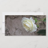 白いバラの写真のフラワーシンパシー サンキューカード (裏面)