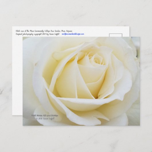 白いバラの原色の写真 ポストカード (正面/裏面)
