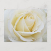 白いバラの原色の写真 ポストカード (正面)