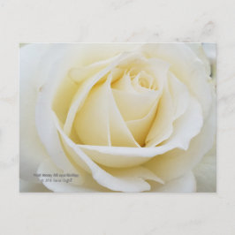 白いバラの原色の写真 ポストカード