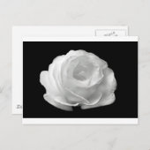 白いバラの花が咲く庭園の平和と愛のアート ポストカード (正面/裏面)