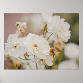 白いバラの花の植物自然写真 ポスター