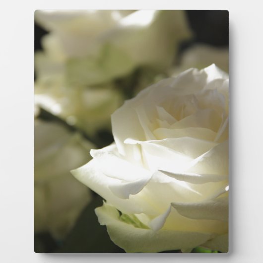 白いバラの花柄の花の運命の庭 フォトプラーク (正面)