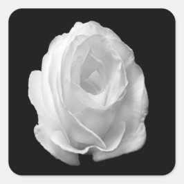 白いバラの黒い背景 スクエアシール