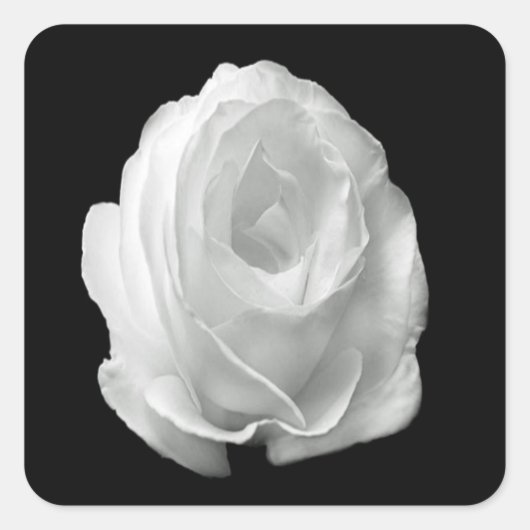 白いバラの黒い背景 スクエアシール (正面)