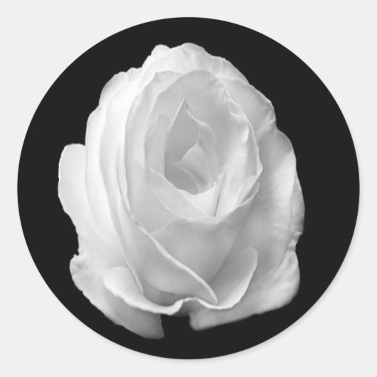 白いバラの黒い背景 ラウンドシール (正面)
