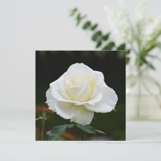 白いバラ カード (スタンド正面)