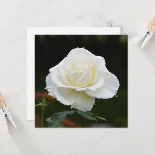 白いバラ カード (正面/裏面インサイチュ)