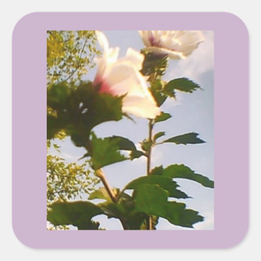 白いバラ スクエアシール (正面)