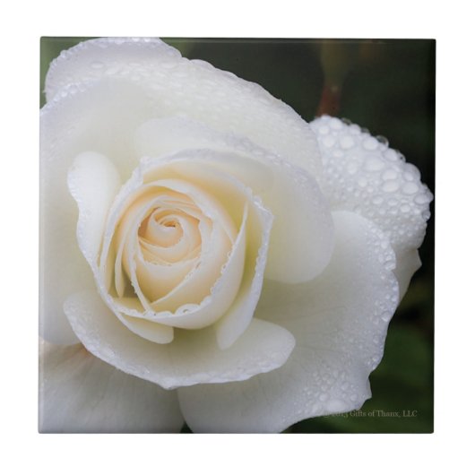 白いバラ-セラミックタイルの結露 タイル (正面)