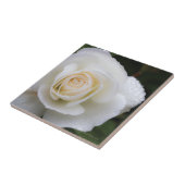 白いバラ-セラミックタイルの結露 タイル (側面)