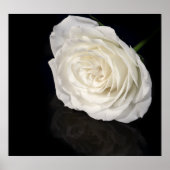 白いバラ ポスター (正面)
