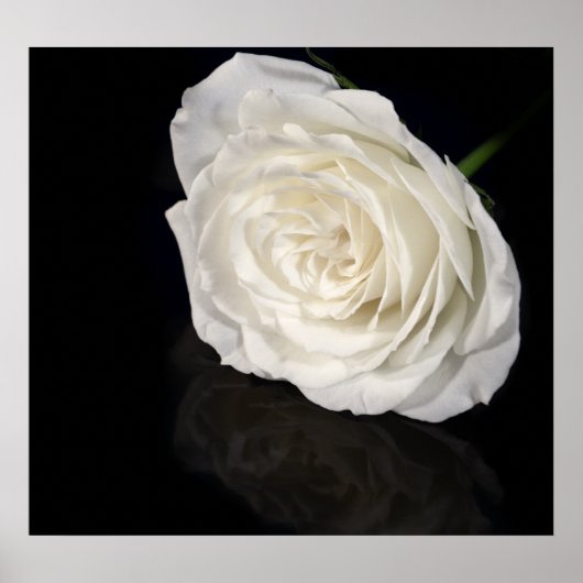 白いバラ ポスター (正面)