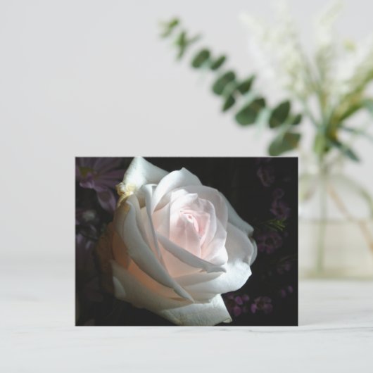 白いバラ –  ポストカード (スタンド正面)