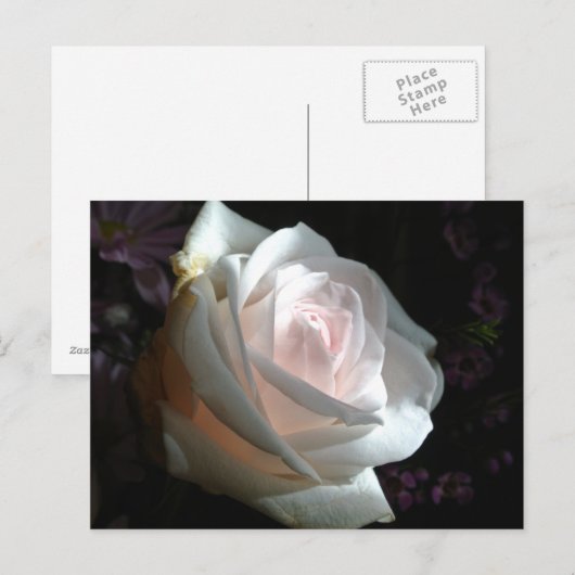 白いバラ –  ポストカード (正面/裏面)