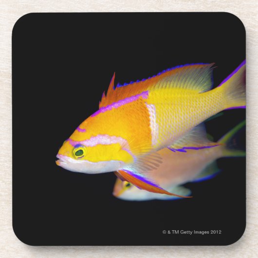 白いバーAnthias コースター (正面)