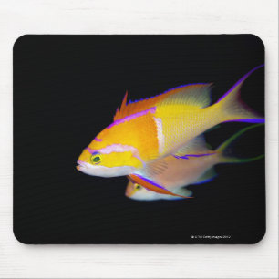 白いバーAnthias マウスパッド