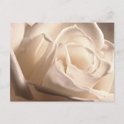 白いパーソナライズされたバラの日付を保存 案内ポストカード (正面)