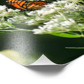 白いヒナギクの花の蝶とミツバチ フォトプリント            (角)