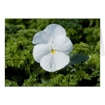 白いビオラカード