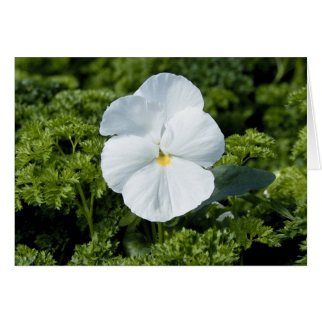 白いビオラカード (正面横)